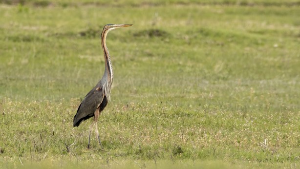 Foto - Çok nadir ortaya çıkıyor... Ağrı'da uçarken görüntülendi!