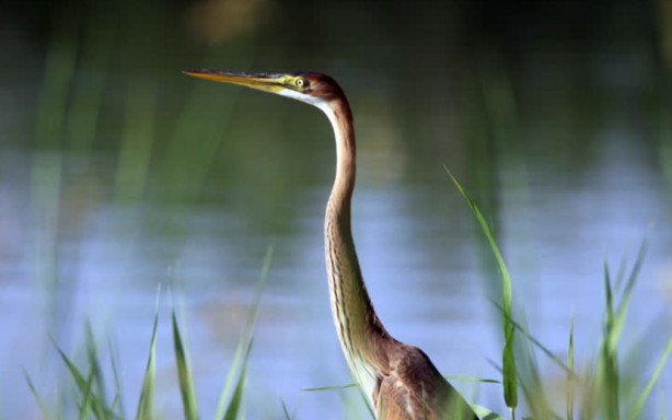Çok nadir ortaya çıkıyor... Ağrı'da uçarken görüntülendi!