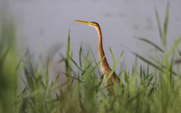 Foto - Çok nadir ortaya çıkıyor... Ağrı'da uçarken görüntülendi!