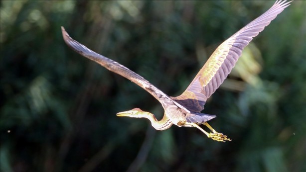 Foto - Çok nadir ortaya çıkıyor... Ağrı'da uçarken görüntülendi!