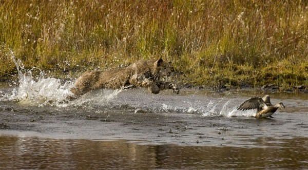 Foto - Çok nadir rastlanıyor! Vahşi kedi avlanırken görüntülendi