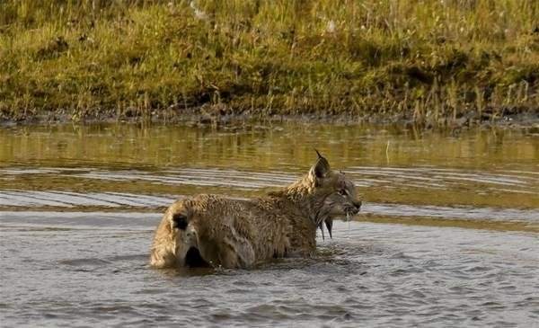 Foto - Çok nadir rastlanıyor! Vahşi kedi avlanırken görüntülendi