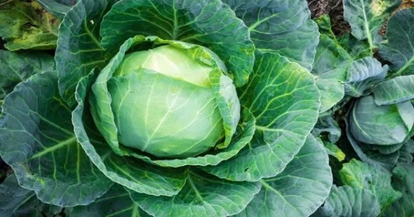 Foto - Çok sağlıklı olduğu düşünülüyor! Lahana hakkındaki o gerçek