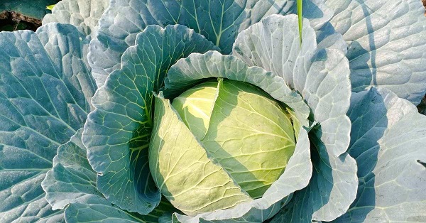 Foto - Çok sağlıklı olduğu düşünülüyor! Lahana hakkındaki o gerçek