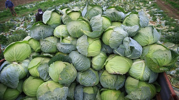 Foto - Çok sağlıklı olduğu düşünülüyor! Lahana hakkındaki o gerçek