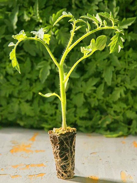 Foto - Çok şaşıracaksınız! Çürümüş yiyecek olabilir ama atmayın! Bakın nasıl değerlendiriliyor