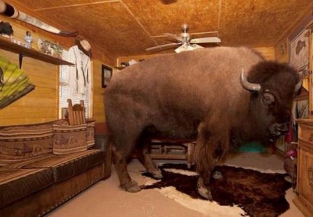 Foto - Çok şaşıracaksınız! Evlerinde 300 kiloluk bizon besliyorlar!