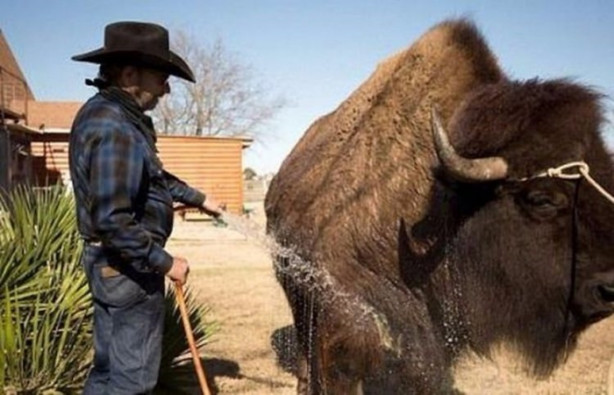 Foto - Çok şaşıracaksınız! Evlerinde 300 kiloluk bizon besliyorlar!