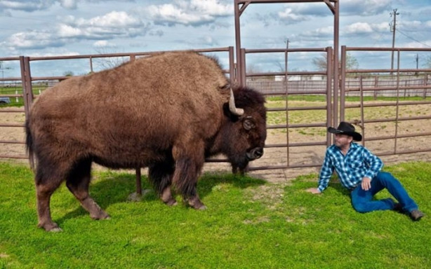 Foto - Çok şaşıracaksınız! Evlerinde 300 kiloluk bizon besliyorlar!