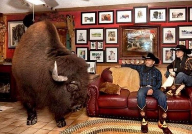 Foto - Çok şaşıracaksınız! Evlerinde 300 kiloluk bizon besliyorlar!