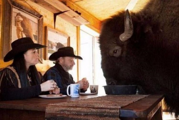 Foto - Çok şaşıracaksınız! Evlerinde 300 kiloluk bizon besliyorlar!