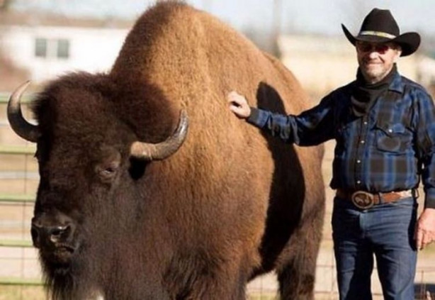 Foto - Çok şaşıracaksınız! Evlerinde 300 kiloluk bizon besliyorlar!