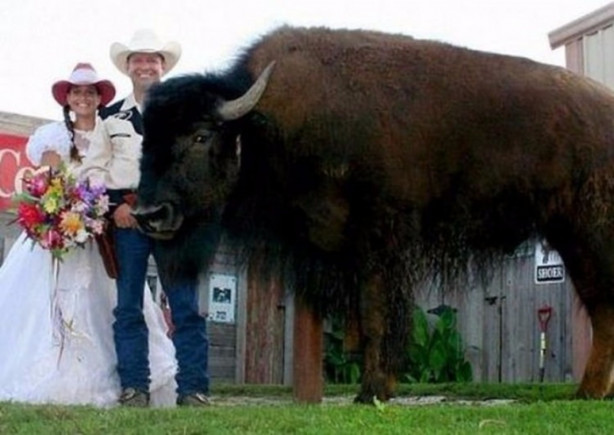 Foto - Çok şaşıracaksınız! Evlerinde 300 kiloluk bizon besliyorlar!