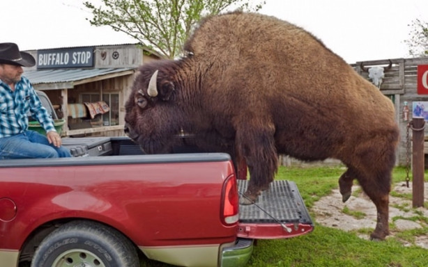 Foto - Çok şaşıracaksınız! Evlerinde 300 kiloluk bizon besliyorlar!