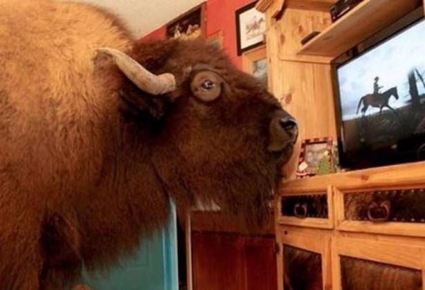 Foto - Çok şaşıracaksınız! Evlerinde 300 kiloluk bizon besliyorlar!