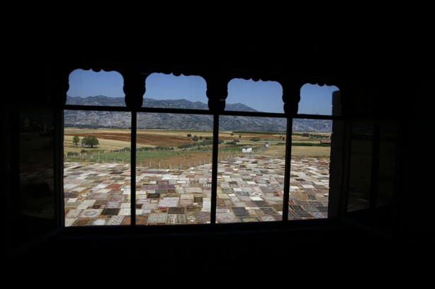 Foto - Çok şaşıracaksınız! İşte halı tarlaları...