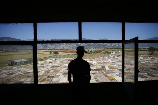 Foto - Çok şaşıracaksınız! İşte halı tarlaları...