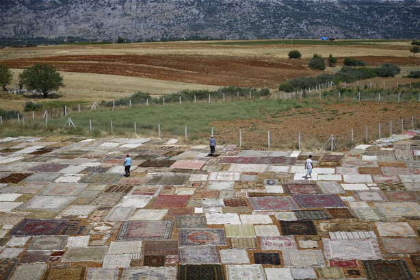 Foto - Çok şaşıracaksınız! İşte halı tarlaları...