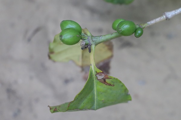 Foto - Çok şaşıracaksınız! Kahvenin bu halini daha önce gördünüz mü?