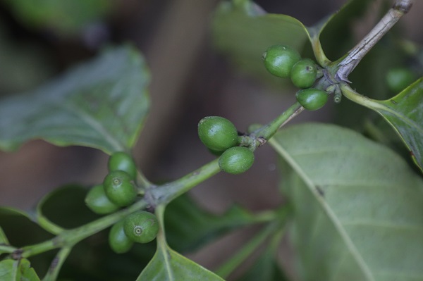 Foto - Çok şaşıracaksınız! Kahvenin bu halini daha önce gördünüz mü?