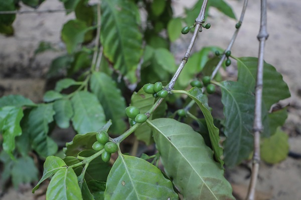 Foto - Çok şaşıracaksınız! Kahvenin bu halini daha önce gördünüz mü?