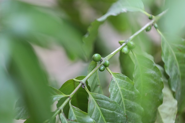Foto - Çok şaşıracaksınız! Kahvenin bu halini daha önce gördünüz mü?