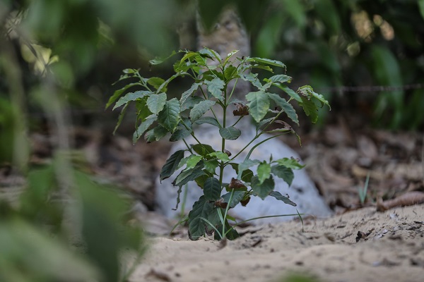 Foto - Çok şaşıracaksınız! Kahvenin bu halini daha önce gördünüz mü?