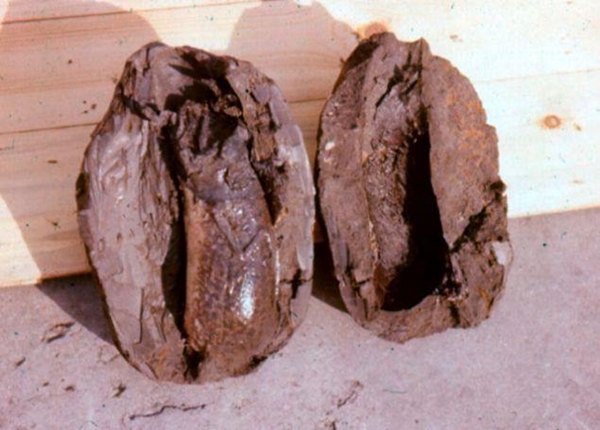 Foto - Çok şaşıracaksınız! Kuru toprağın içinden öyle bir şey çıkardı ki!