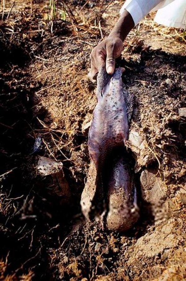 Foto - Çok şaşıracaksınız! Kuru toprağın içinden öyle bir şey çıkardı ki!