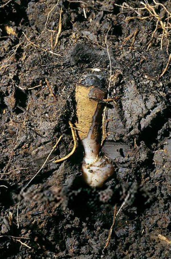 Foto - Çok şaşıracaksınız! Kuru toprağın içinden öyle bir şey çıkardı ki!