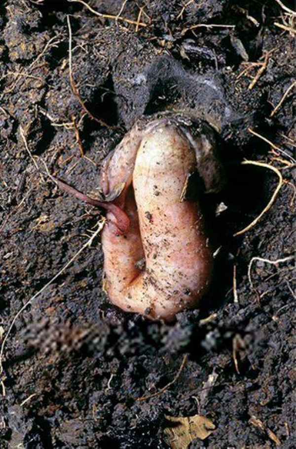 Foto - Çok şaşıracaksınız! Kuru toprağın içinden öyle bir şey çıkardı ki!