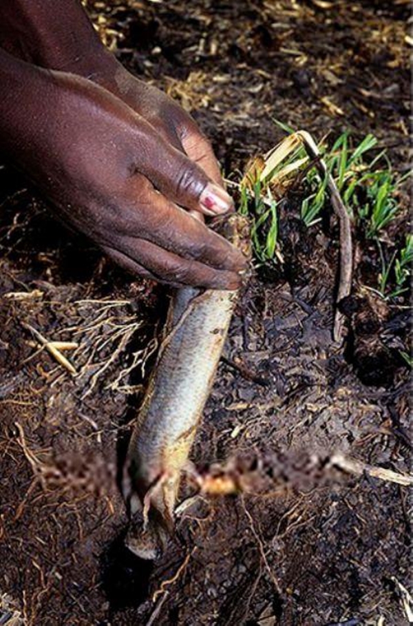 Foto - Çok şaşıracaksınız! Kuru toprağın içinden öyle bir şey çıkardı ki!