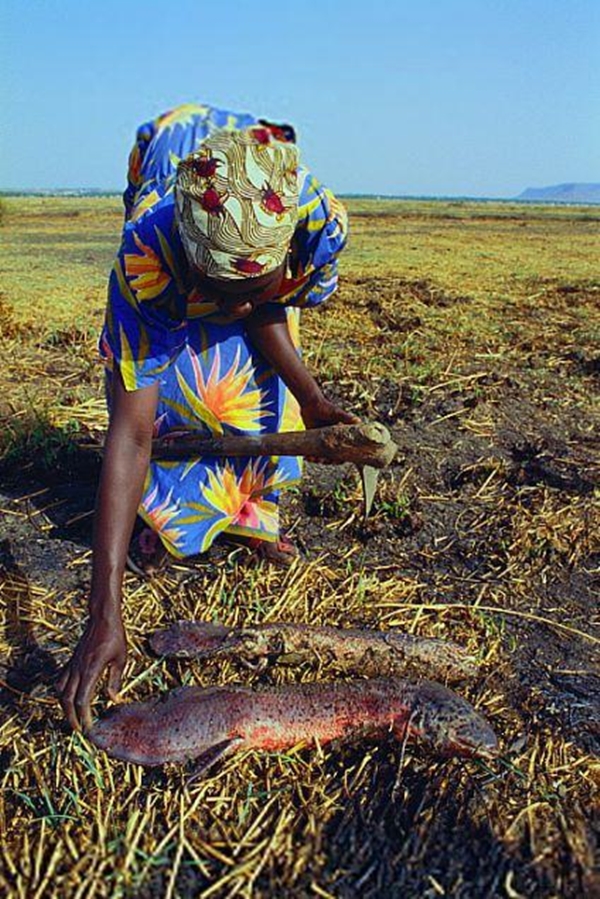 Foto - Çok şaşıracaksınız! Kuru toprağın içinden öyle bir şey çıkardı ki!