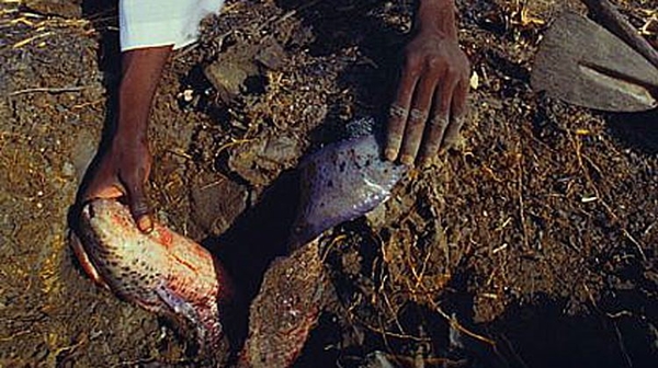 Foto - Çok şaşıracaksınız! Kuru toprağın içinden öyle bir şey çıkardı ki!