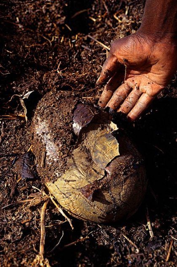 Foto - Çok şaşıracaksınız! Kuru toprağın içinden öyle bir şey çıkardı ki!