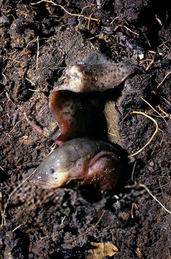 Foto - Çok şaşıracaksınız! Kuru toprağın içinden öyle bir şey çıkardı ki!