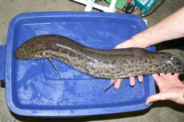 Foto - Çok şaşıracaksınız! Kuru toprağın içinden öyle bir şey çıkardı ki!