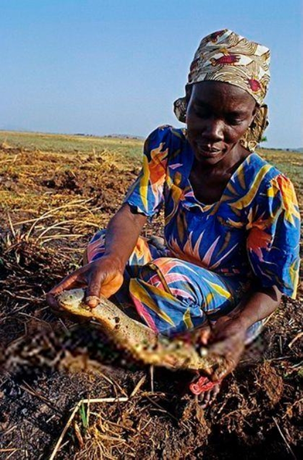 Foto - Çok şaşıracaksınız! Kuru toprağın içinden öyle bir şey çıkardı ki!