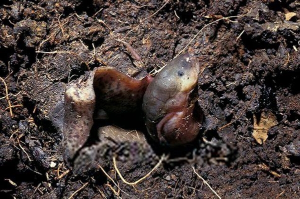 Foto - Çok şaşıracaksınız! Kuru toprağın içinden öyle bir şey çıkardı ki!