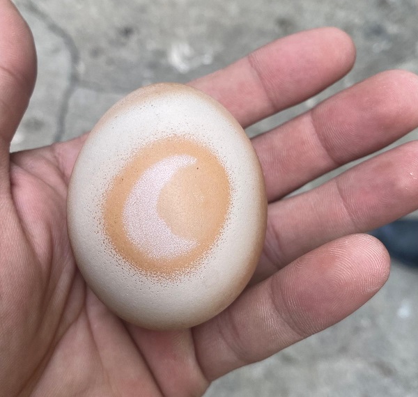 Foto - Çok şaşıracaksınız! Siz daha önce böyle bir yumurta gördünüz mü? 