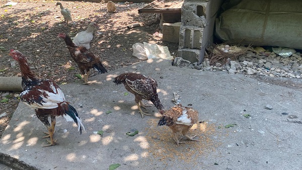 Foto - Çok şaşıracaksınız! Siz daha önce böyle bir yumurta gördünüz mü? 