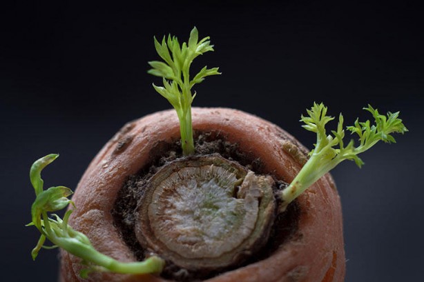 Foto - Çok şaşırtıcı bir etkisi var! Muzu soyup kabuğunu 10 dakika haşlarsanız...