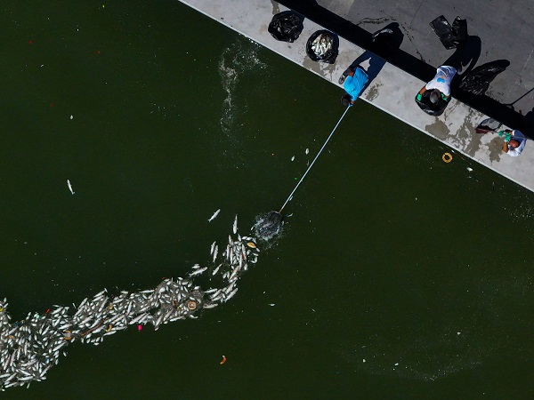 Foto - Çok sayıda balık kıyıya vurdu! İzmir Körfezi'nde balık ölümleri devam ediyor