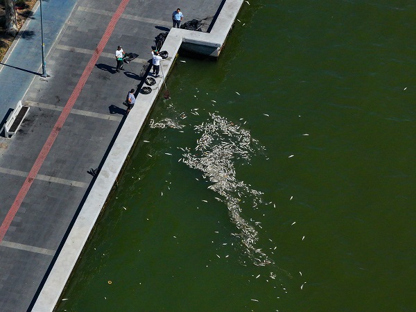 Foto - Çok sayıda balık kıyıya vurdu! İzmir Körfezi'nde balık ölümleri devam ediyor