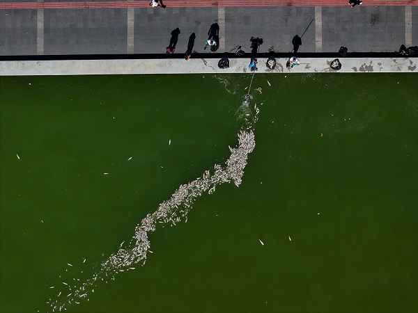 Foto - Çok sayıda balık kıyıya vurdu! İzmir Körfezi'nde balık ölümleri devam ediyor
