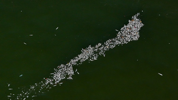 Çok sayıda balık kıyıya vurdu! İzmir Körfezi'nde balık ölümleri devam ediyor