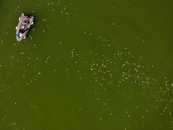 Foto - Çok sayıda balık kıyıya vurdu! İzmir Körfezi'nde balık ölümleri devam ediyor