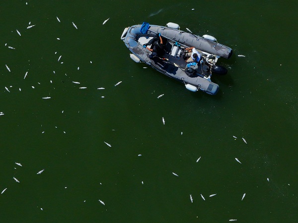 Foto - Çok sayıda balık kıyıya vurdu! İzmir Körfezi'nde balık ölümleri devam ediyor