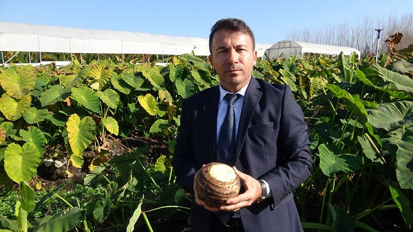 Foto - Çok sayıda kişi bu işe yöneldi | Her dönümü 100 bin lira gelir demek