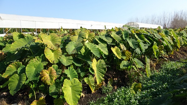 Foto - Çok sayıda kişi bu işe yöneldi | Her dönümü 100 bin lira gelir demek